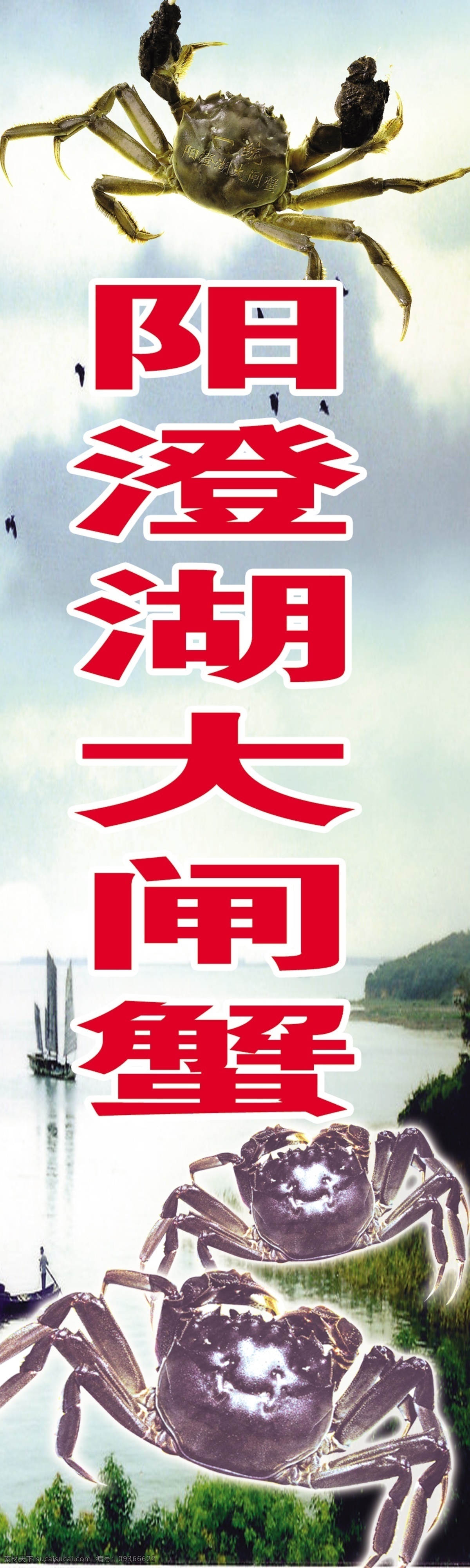 大闸蟹 活蟹 阳澄湖 背景 水产广告牌 分层 源文件