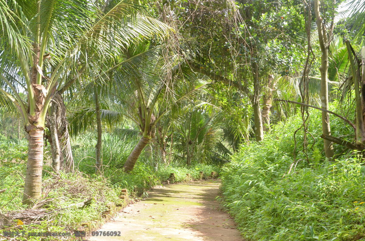椰子林 椰子树 椰树 椰子 热带植物 树 海南风光 小路 小径 草丛 森林小路 丛林 自然景观 自然风景 绿色