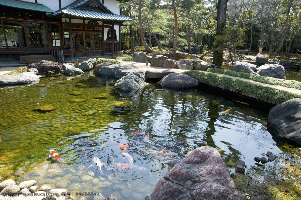 公园 水池 里 鲤鱼 锦鲤 湖泊 日本花园风景 日本风光 美丽风景 景色 公园风景 花园美景 自然风景 自然景观 黑色