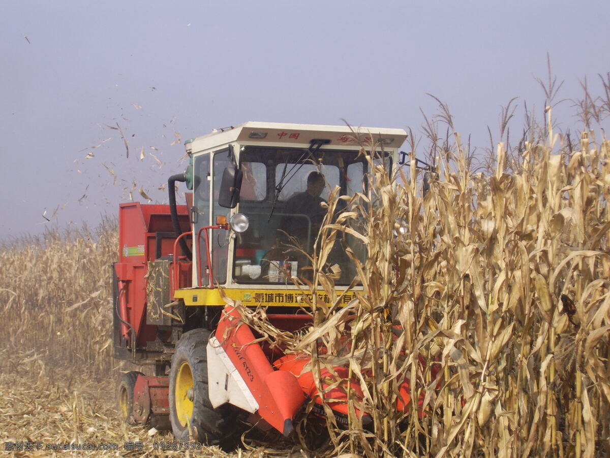 玉米 联合 收获机 收割机 现代科技 玉米地 农业生产 矢量图 日常生活