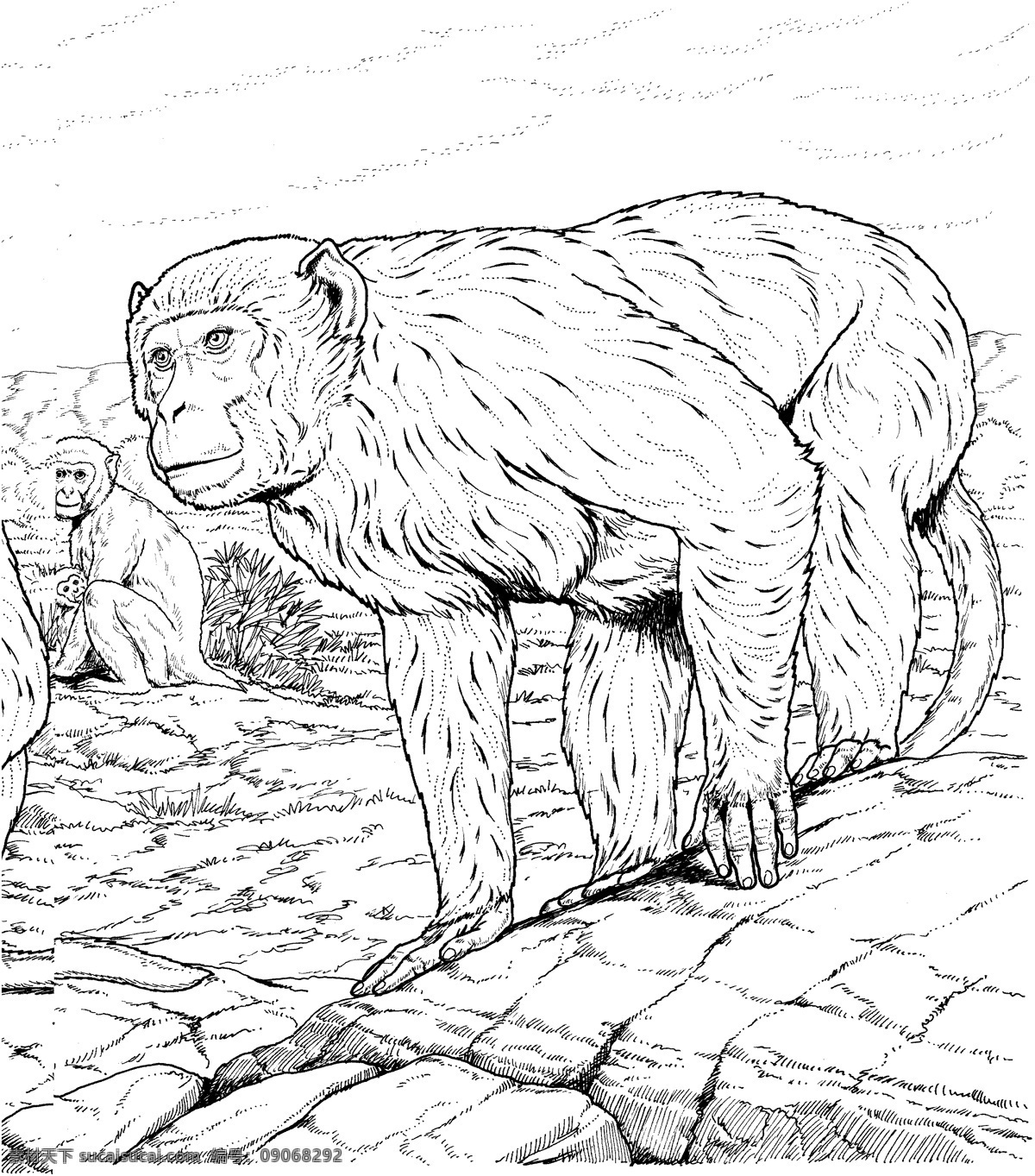 primates 灵长类 猩猩 猿猴 狒狒 动物素描 动物手绘画 设计素材 动物专辑 素描速写 书画美术 白色