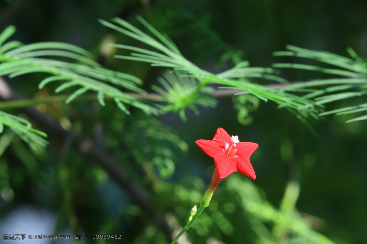 茑萝松 茑萝 五角星花 羽叶茑萝 锦屏封 金丝线 绕龙花 花儿 花朵 花卉 植物 花草 花卉大观园 生物世界