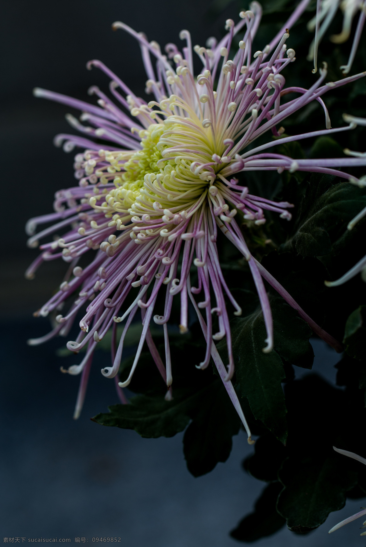 菊花 秋菊 艳丽 绚丽 娇艳 秋天 秋色 秋菊图 生物世界 花草 黑色