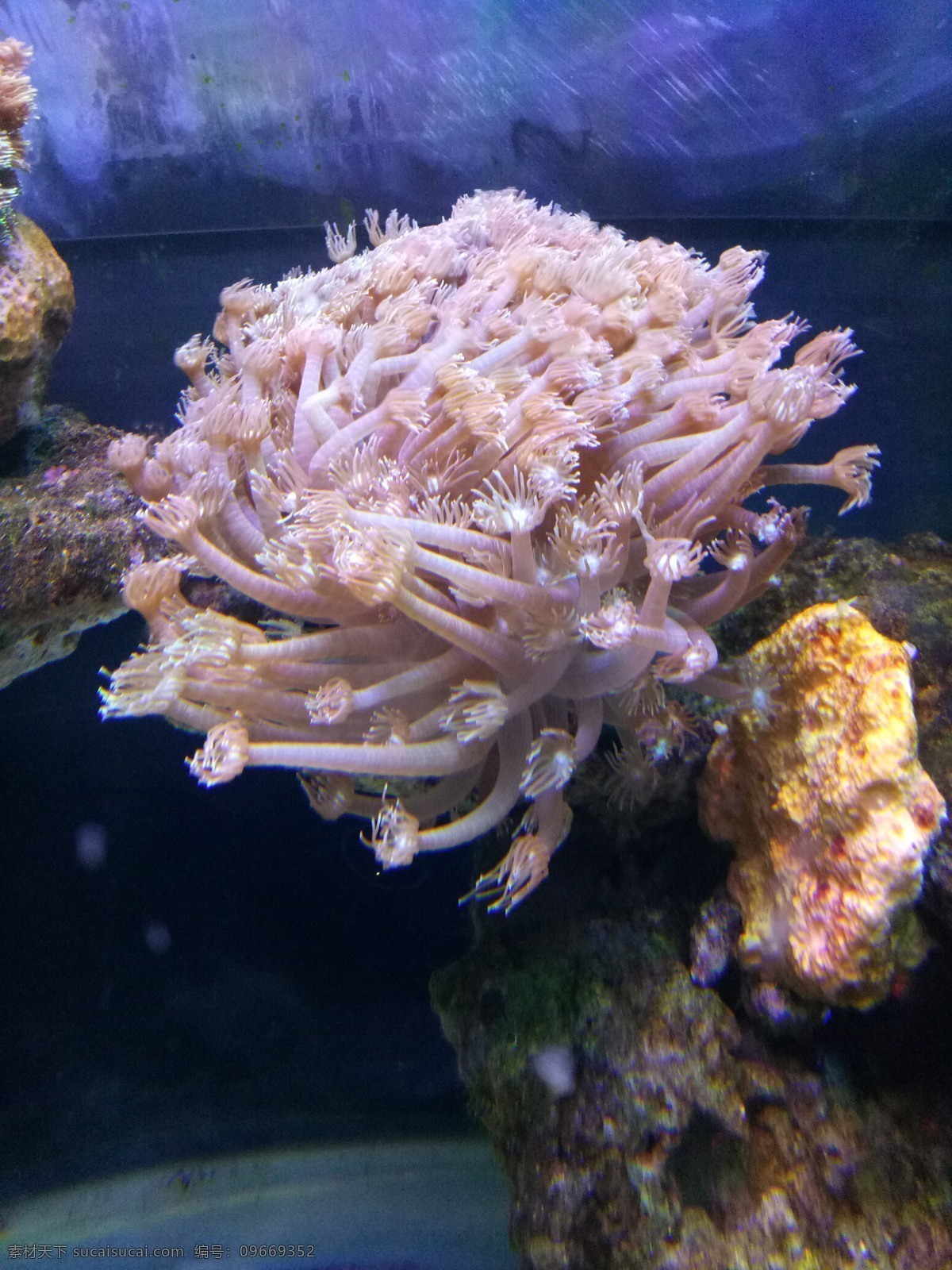 海洋生物 海洋世界 水生物 生物世界 海底世界