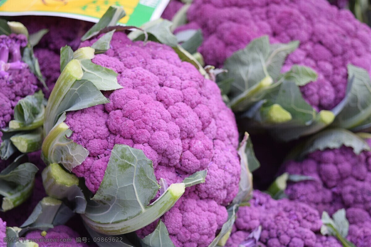 花椰菜 西兰花 青花菜 椰菜 菜花 花菜 植物 食物 食品 绿色食品 健康蔬菜 蔬菜 菜 农场 有机蔬菜 果蔬 绿色蔬菜 农产品 农副产品 椰菜花贴图 椰菜花背景 椰菜花壁纸 椰菜花摆拍 生物世界