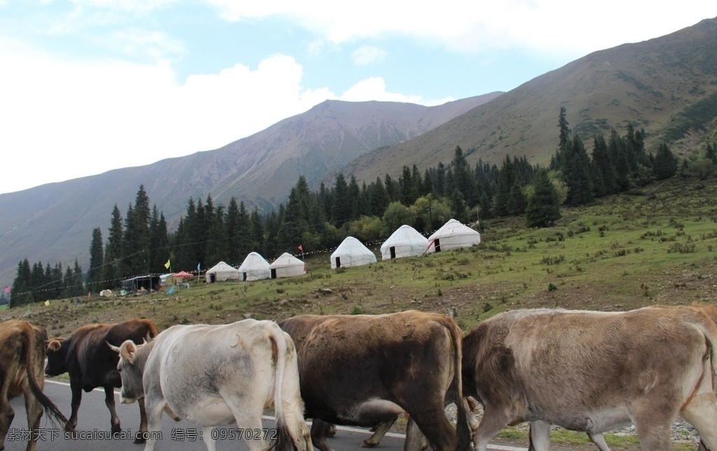 新疆风景 草原 自然风光 大草原 蓝天 白云 牛 马 羊 景色宜人 蒙古包 旅游摄影 自然风景