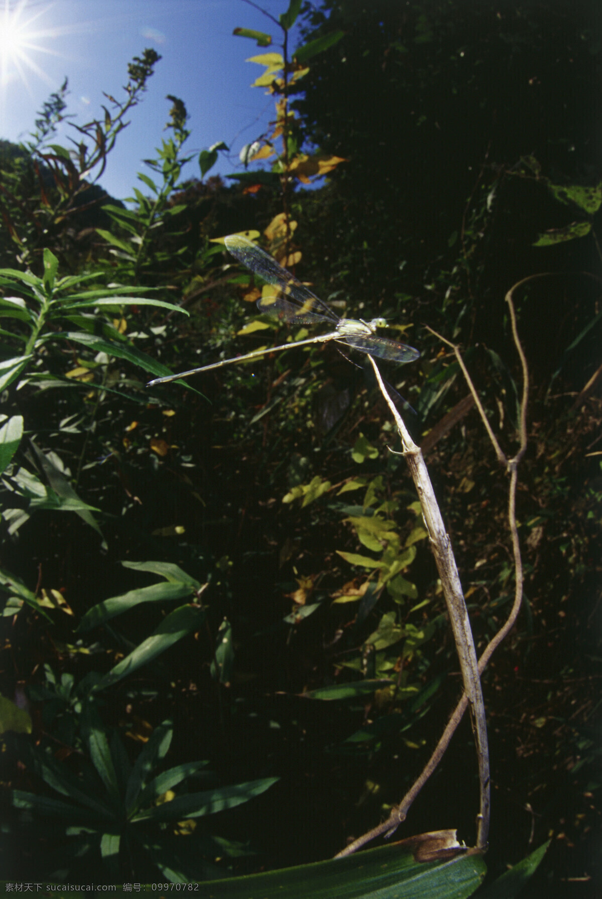 植物 上 蜻蜓 蜻蜓摄影 昆虫 自然风光 大自然 风景 风光 田野 野外 草 摄影图片 草地 树叶 叶子 自然风景 自然景观 黑色