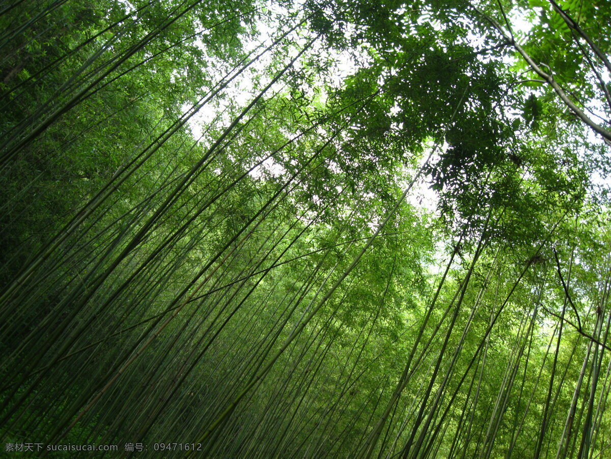 重渡沟 山水 风景 旅游 竹林 自然风景 旅游摄影