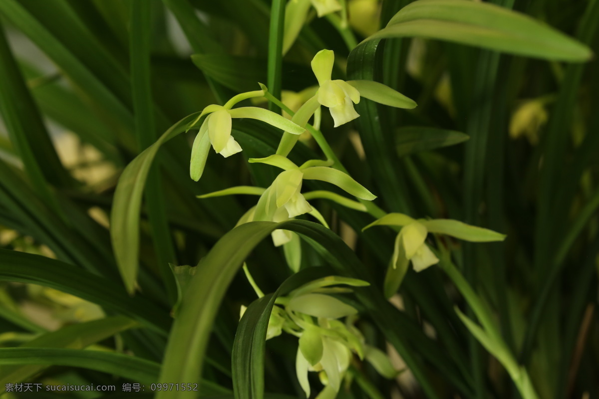四季兰 雄兰 骏河兰 剑蕙 花朵 花儿 植物 兰科 鲜花 花卉 花草 园艺 观赏花卉 观赏植物 园林景观 绿化景观 蝴蝶兰兰花 生物世界