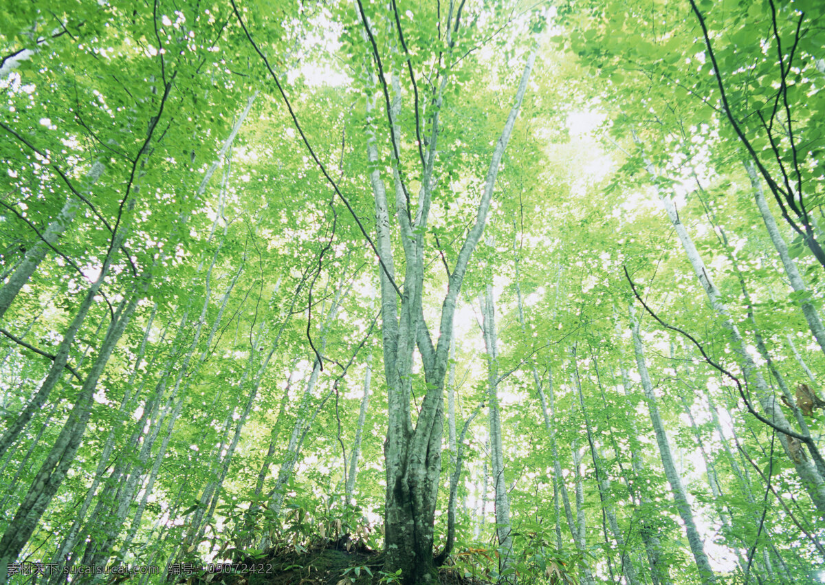 树林图片 森林树木 树林风景图片 树林高清图片 树木树叶 植物素材 生物世界 高清图片 花草树木