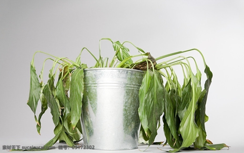 枯萎的植物 枯萎 凋谢 死亡 植物 绿植 丢失水分 花草素材 花草 生物世界