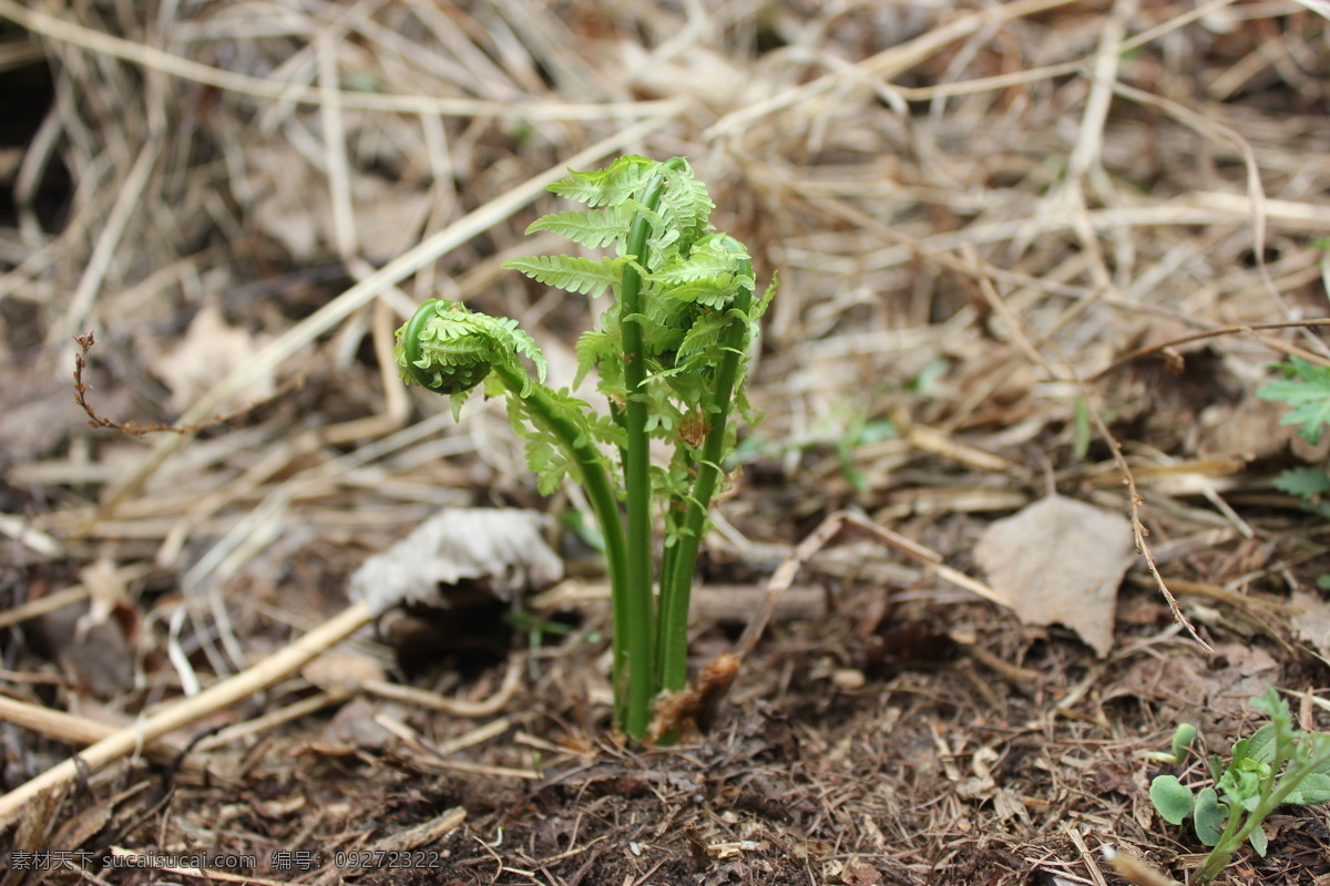 蕨菜 白草洼 森林公园 山野菜 芽 蔬菜 生物世界
