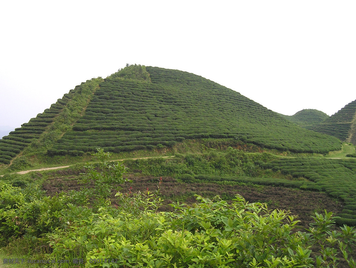 茶山 茶 高清 高山 绿茶 田园风光 自然景观