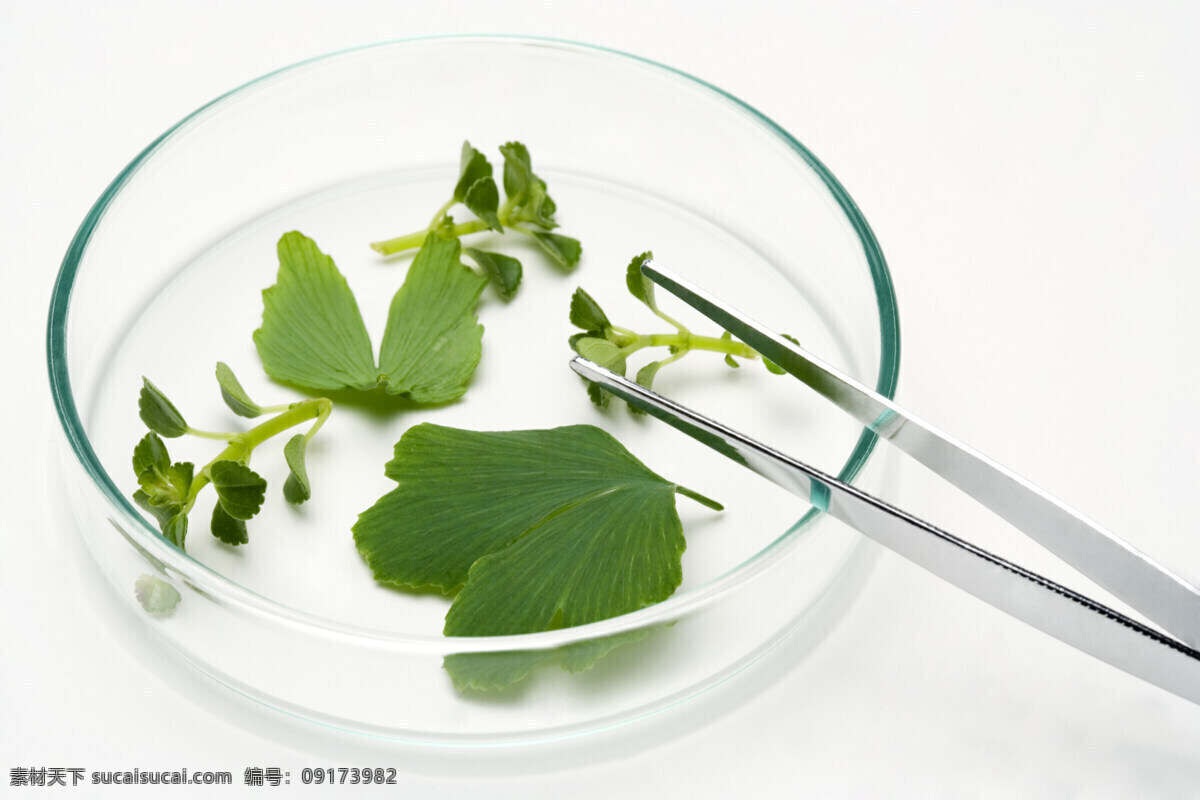 生物实验 实验器皿 绿色植物 钳子 医疗室 蓝色手套 医疗器皿 生物科学 生物研究 生物实验室 科学研究 科学医疗 医疗护理 现代科技