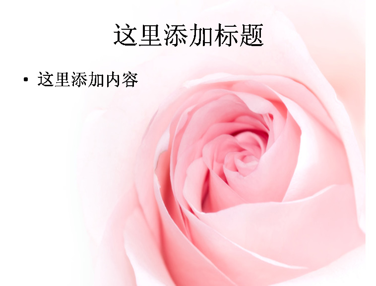 高清 粉红 玫瑰 节假日 节日 模板