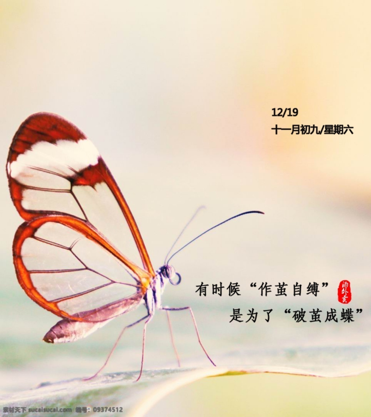 蝴蝶 高清 粉色 背景 哲理 红翅膀 破茧成蝶 升华 灰色
