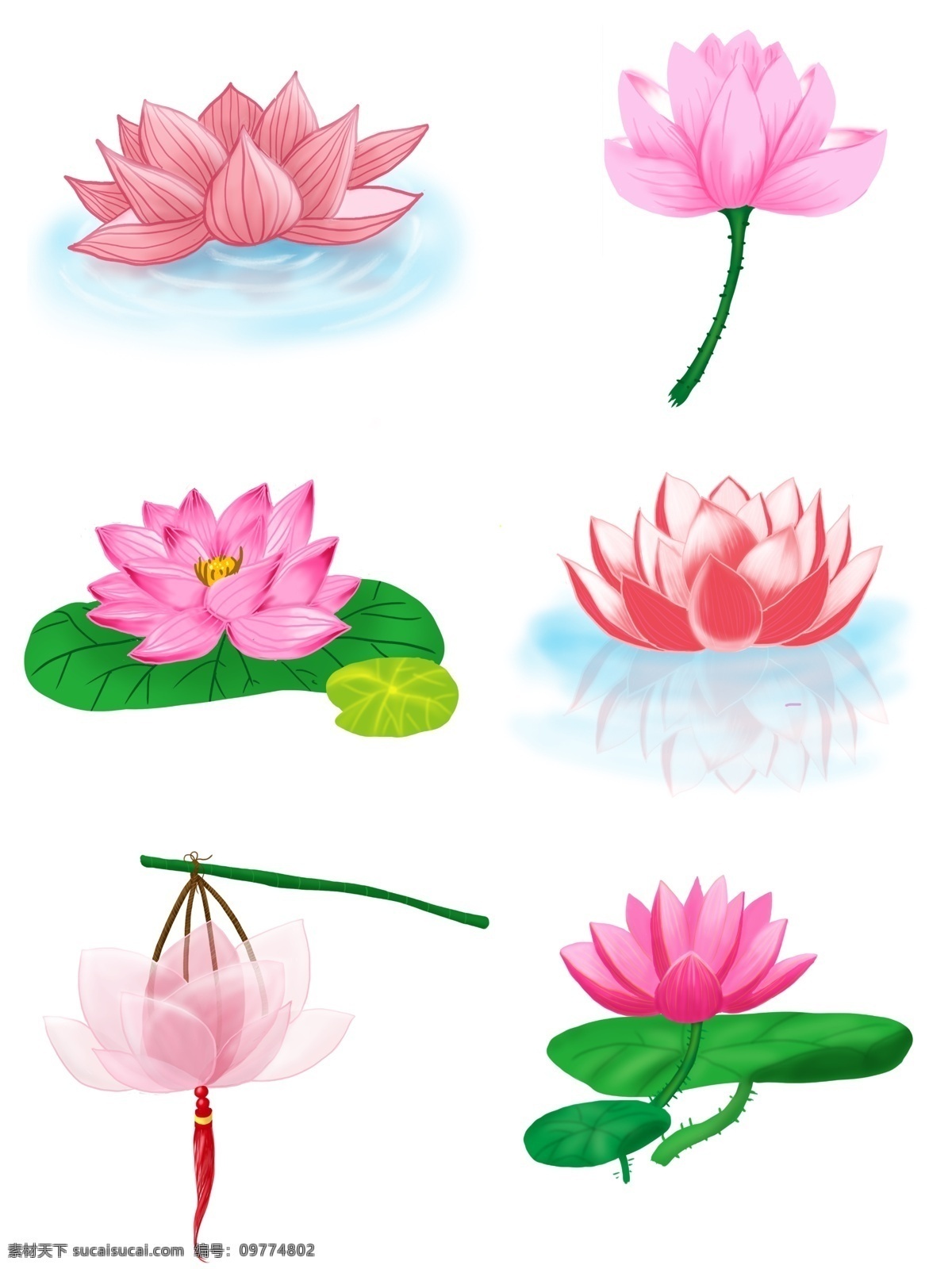 莲花素材 荷花 荷叶 池塘 夏天 白莲花 景观 生机