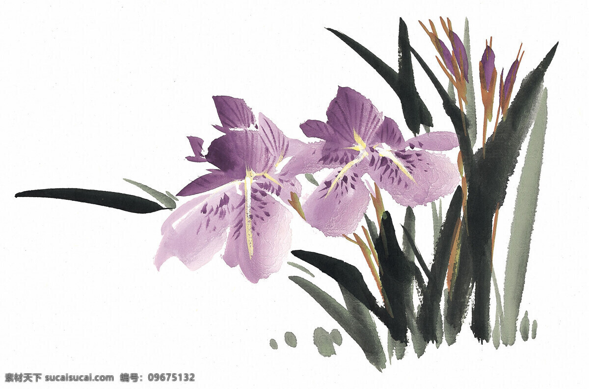 国画花卉图片 兰花 写意 中国画 中国 传统 绘画 花卉 文化艺术 国画 传统文化