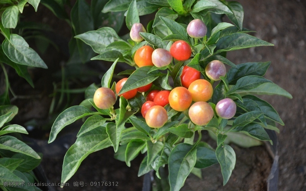 看椒 花卉 朝天椒 五彩辣椒 辣椒 变种 茄科 观果 珠形 卵形 红色 橙黄色 紫色 花卉系列 花草 生物世界