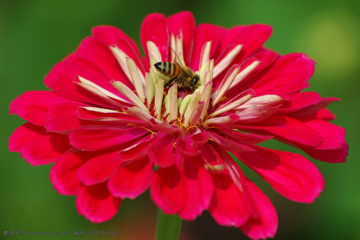 蜂 花 恋 百花世界 花朵 蜜蜂 鲜花 向日葵 蜂花之恋 蜂与花 生物世界