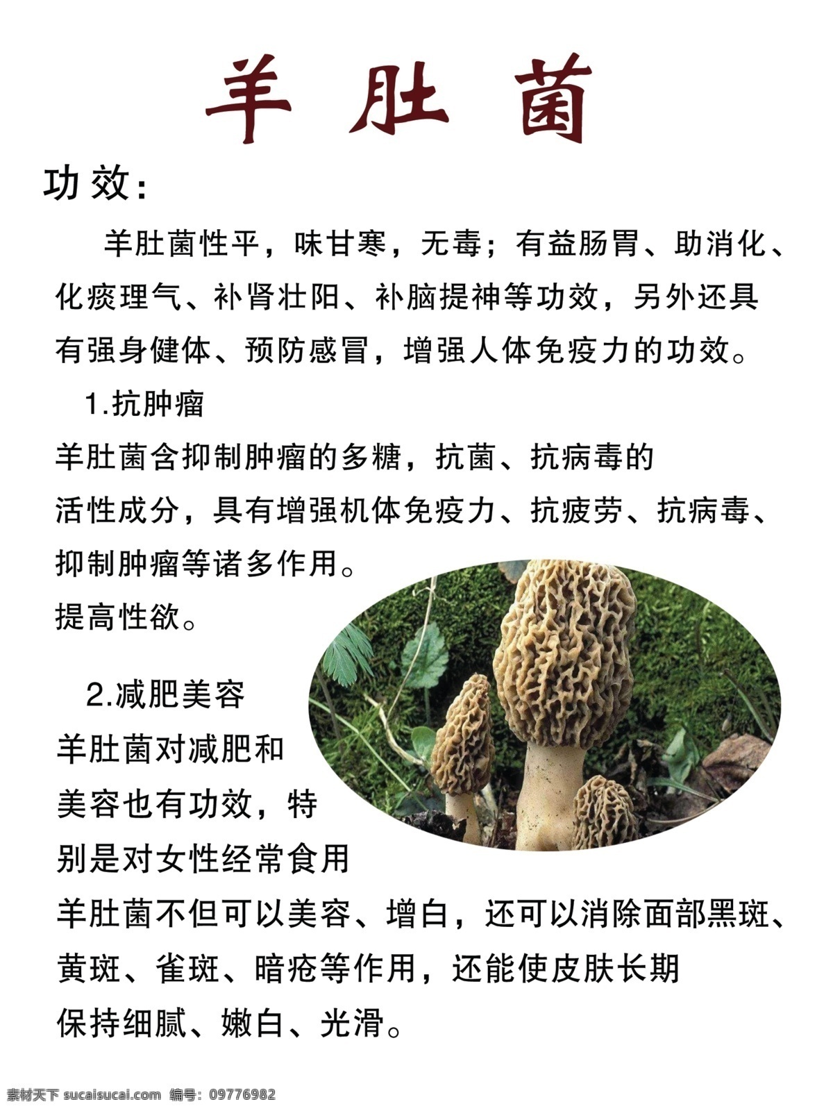 羊肚菌 简介 用途 使用 室内广告设计