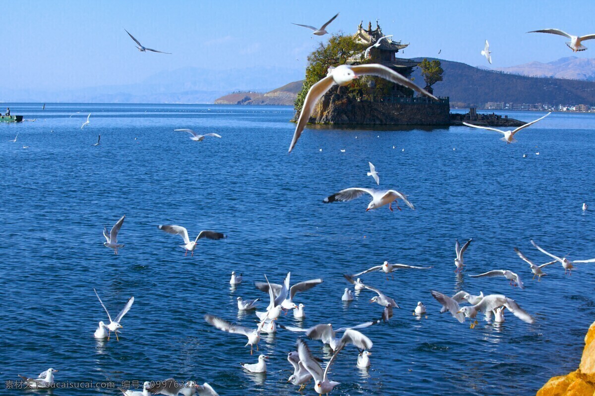 海上 飞翔 白鸽 高清 大海 海面 蓝天 鸽子