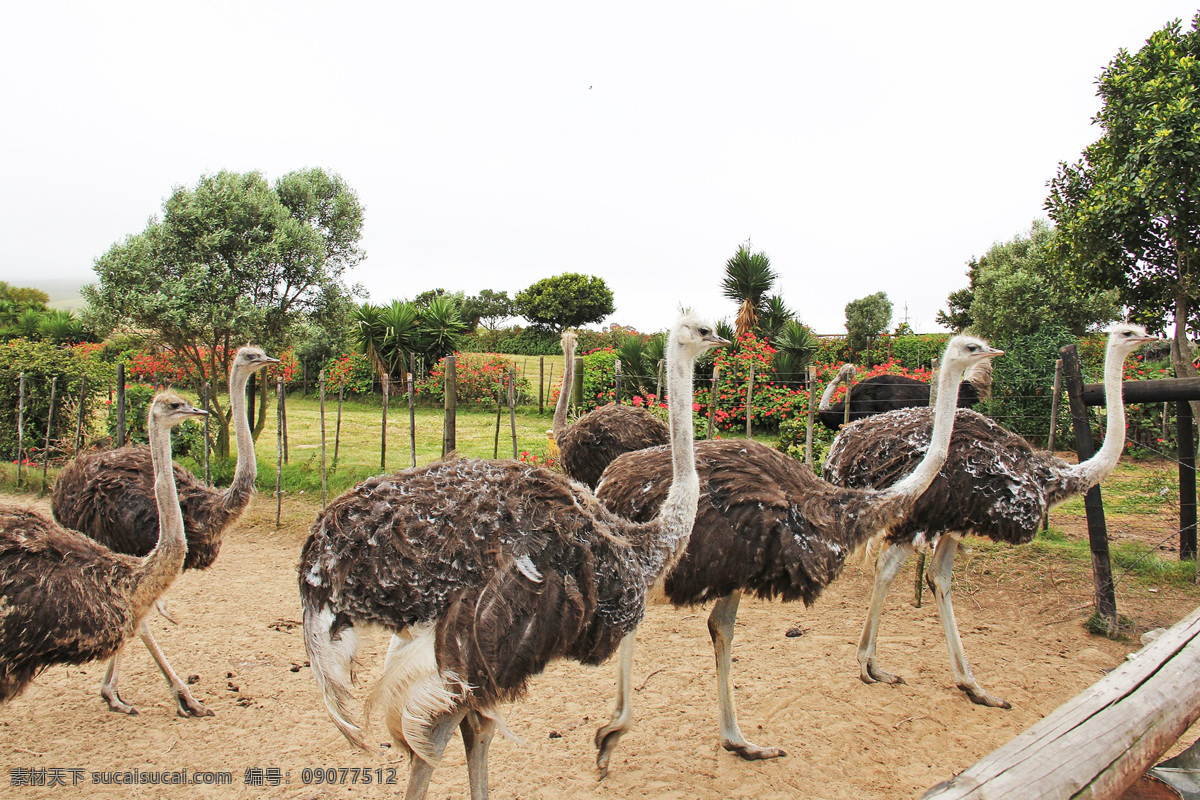 struthio camelus 非洲鸵鸟 鸟类 大型鸟类 野生动物 common ostrich