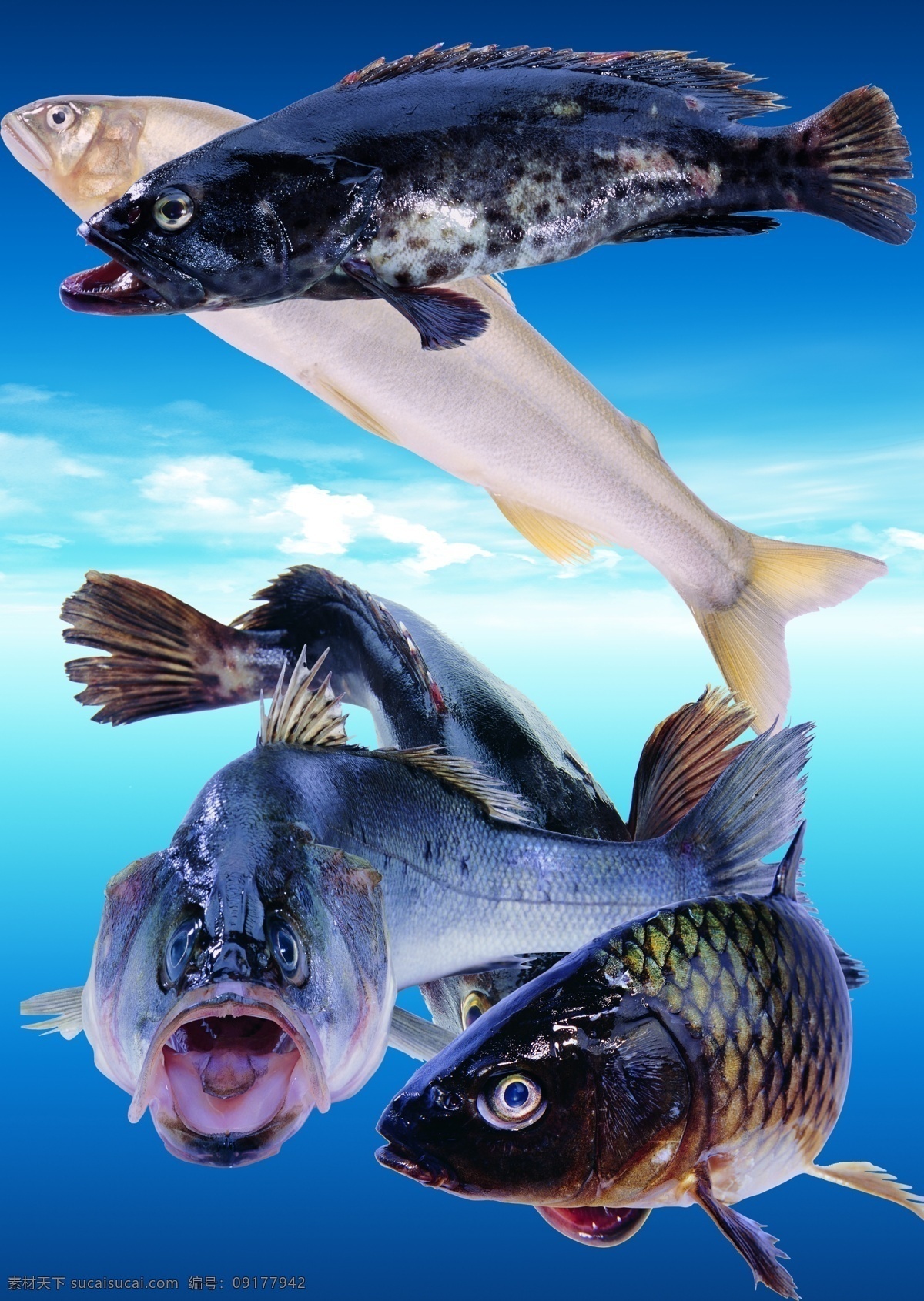 超高清 海鲜 鱼 高清 psd源文件 天空 鲤鱼 草鱼 生物 水产 蓝色 分层 源文件