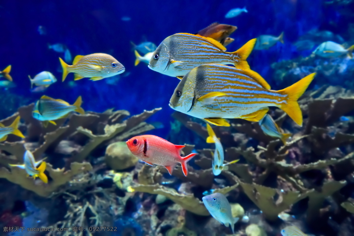 海底世界生物 海底世界 海洋馆 海鱼 海水 深海 海底 水族 鱼类 鱼群 海洋生物 生物世界 高清图片 水中生物 黑色