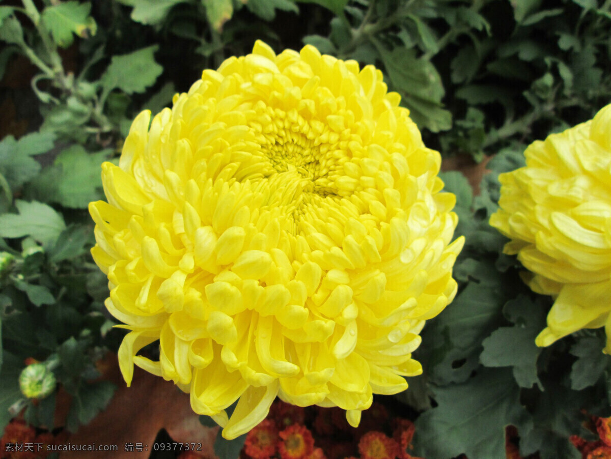 菊花 金菊 高清图片 高清菊花 菊 秋菊 花朵 花蕊 写意 色彩 唯美 菊韵 秋色 花韵 秋韵 淡雅 纯净 创意素材 植物摄影 生物世界 花草