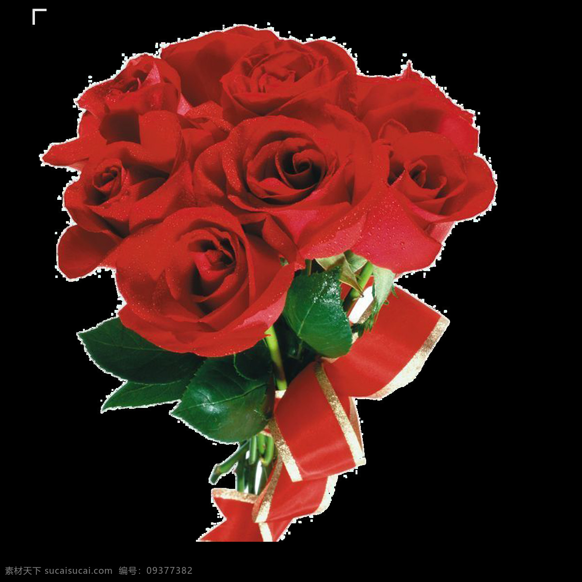盛开 鲜艳 红色 玫瑰花 花朵 花束 实物 元素 花瓣 花瓣素材 飘落的花瓣 素材唯美 唯美素材