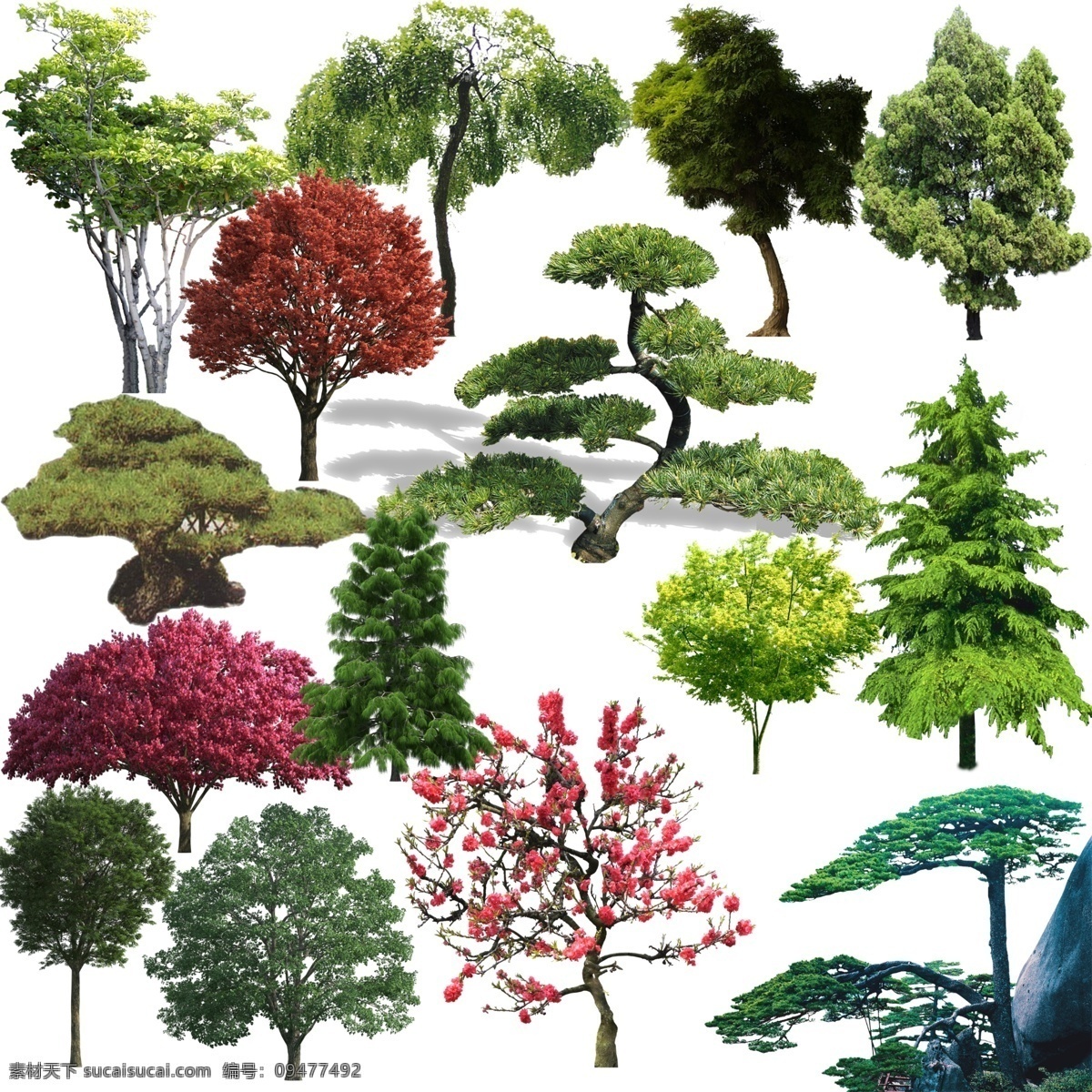 松树 松树素材下载 松树模板下载 树木 植物 绿化 景观 银杏树 红杉树 园林 亮化 柏树 盆景 节节高 分层 源文件