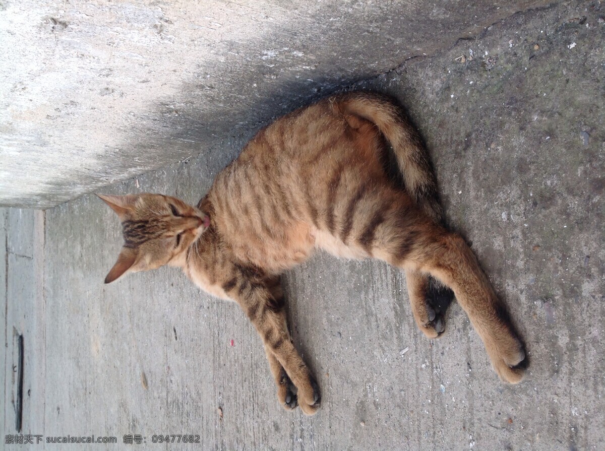 猫 花猫 棕色 慵懒得猫 躺着 生物世界 家禽家畜