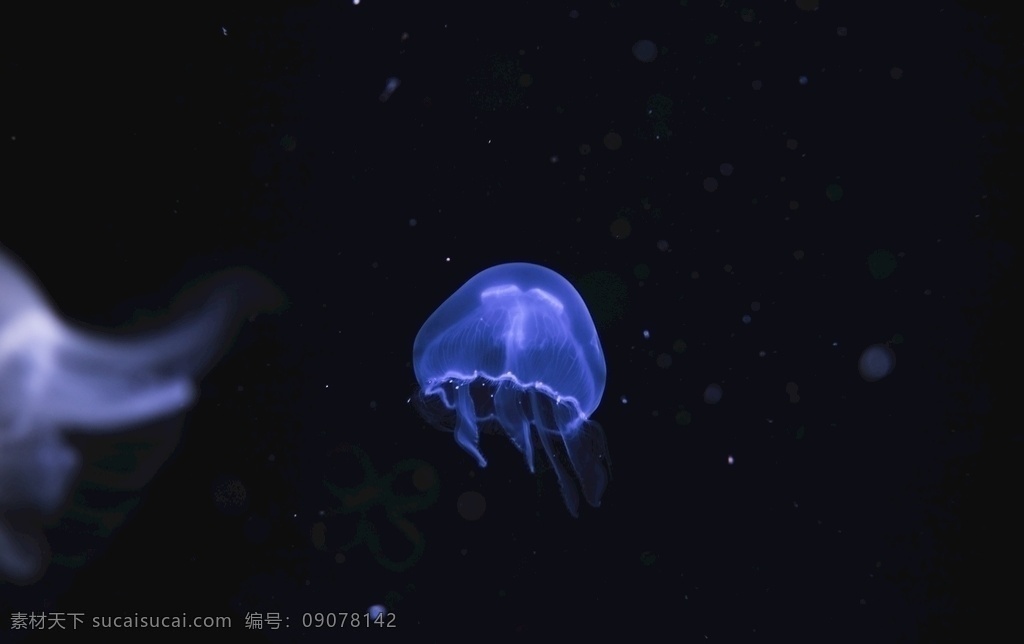 拍照 照片 拍摄 壁纸 高清 特写 海洋世界 海底世界 美丽水母 海洋生物 照片图片 生物世界