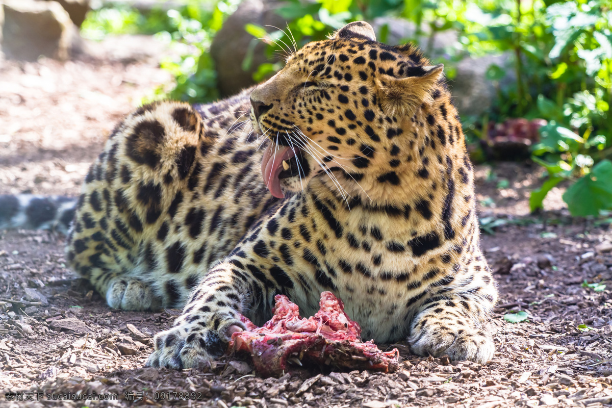 吃肉的猎豹 豹子 猎豹 野生动物 动物摄影 动物世界 陆地动物 生物世界 黑色