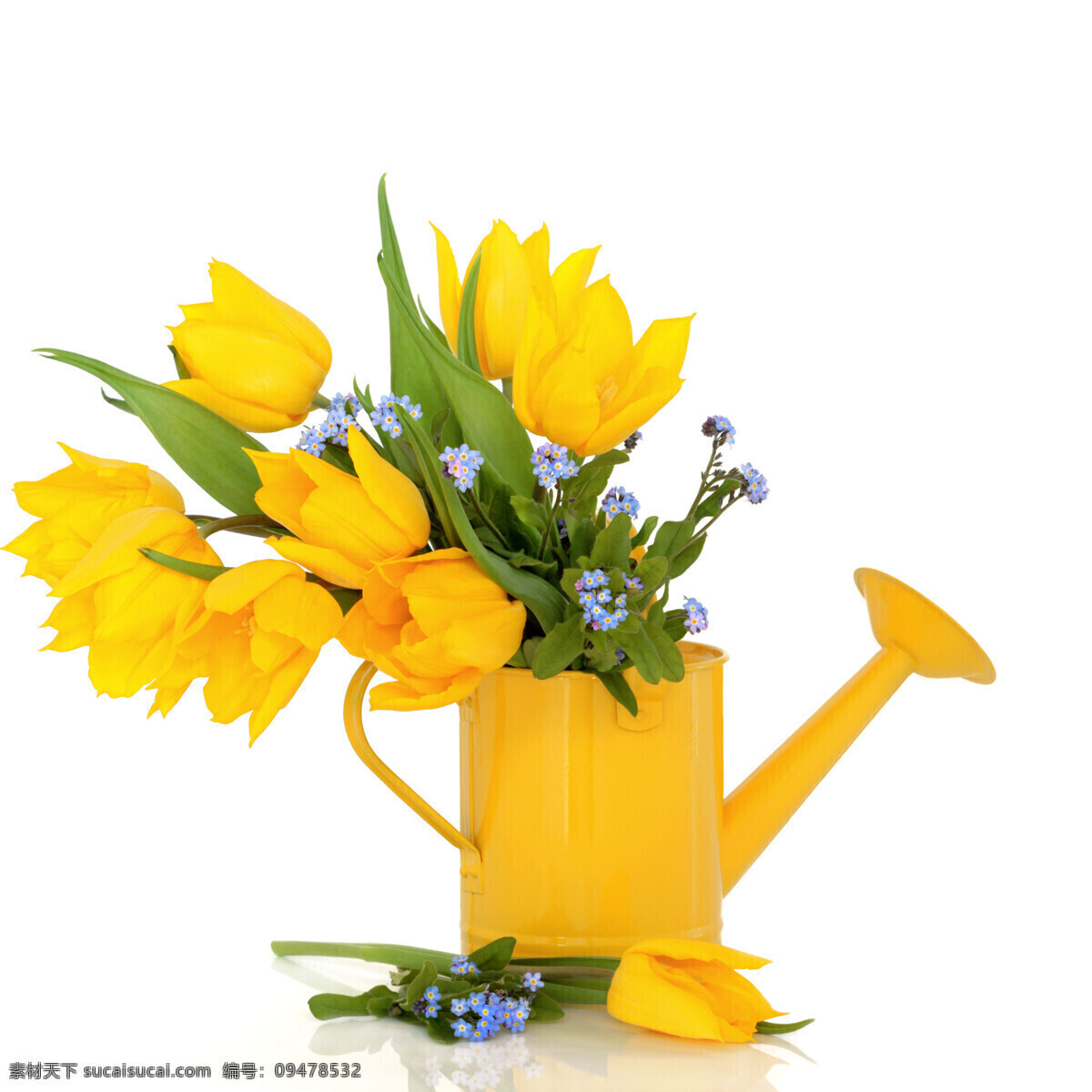 黄色 郁金香 郁金花 黄色郁金香 花卉 鲜花 花朵 美丽鲜花 花草树木 生物世界 白色