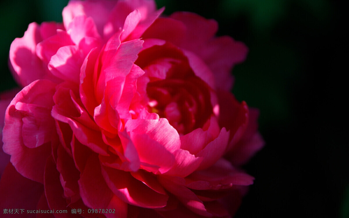 牡丹花 黑底红花 惊艳牡丹