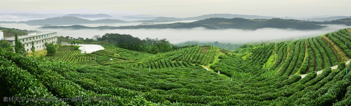 高山茶园全景 茶园 茶山风景 茶园风景 茶园风光 茶园背景 茶树 背景 绿色 风景 茶庄 山 绿色茶园 茶园美景 摄影图 茶园摄影图 草地 茶叶 高山茶园 高山 茶山 自然景观 田园风光