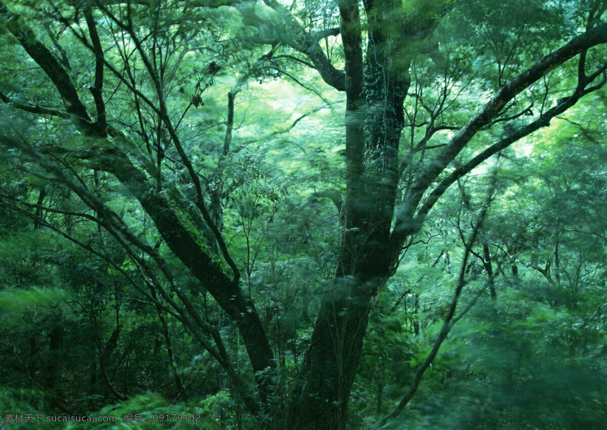 树林图片 森林树木 树林风景图片 树林高清图片 树木树叶 植物素材 生物世界 高清图片 花草树木 黑色