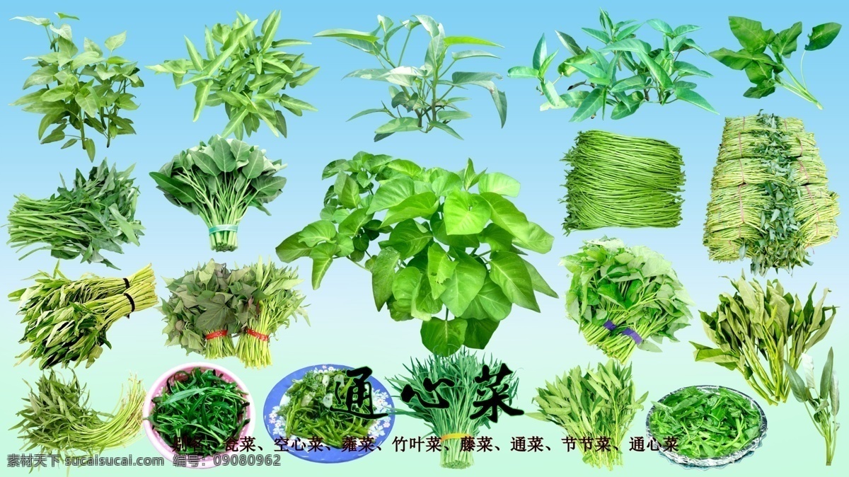 叶 菜 类 空心菜 分层 叶菜 瓮菜 蕹菜 竹叶菜 通菜 节节菜 通心菜 生物世界 蔬菜