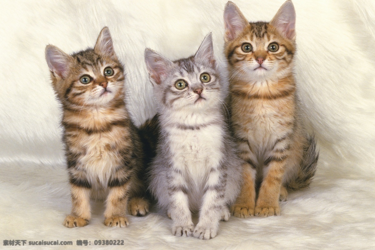 三 只 小猫 猫咪 可爱 宠物 动物世界 摄影图 猫咪图片 生物世界