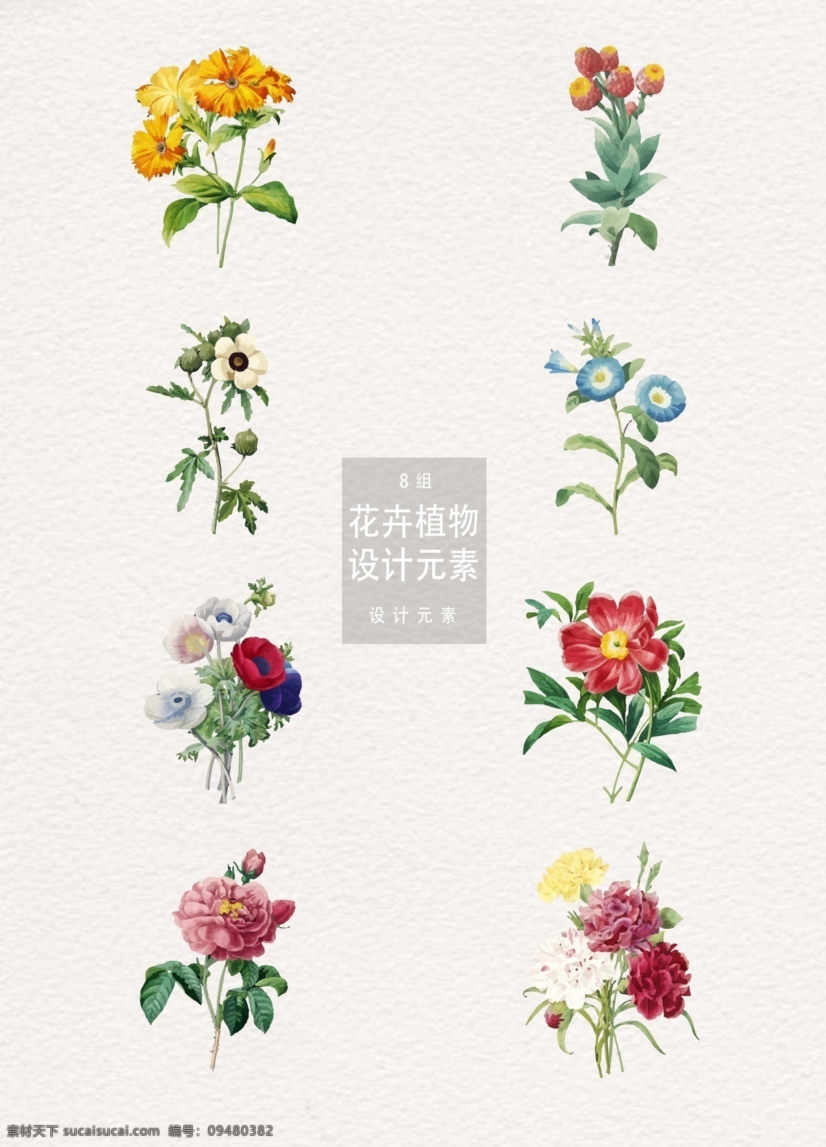 款 怀旧感 手绘 花卉 植物 插画 手绘花卉 手绘花朵 花朵 菊花 蔷薇 花卉植物 植物插画 牡丹 玫瑰