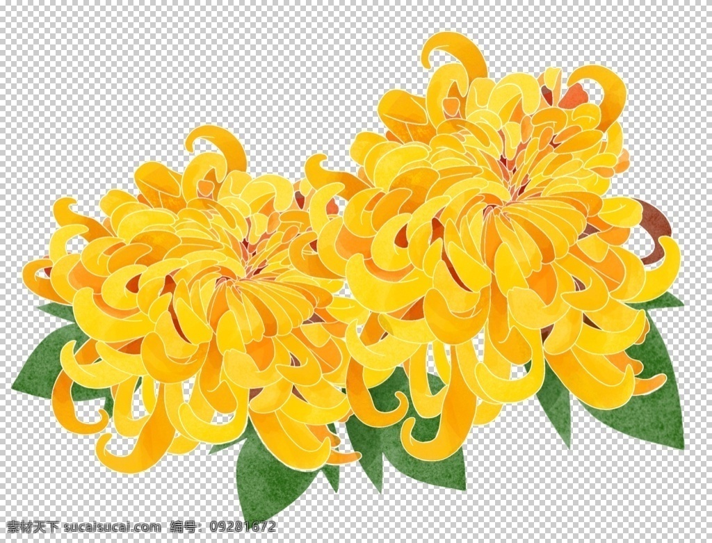 菊花素材图片 菊花素材 国画菊花 水墨菊花 菊花 黄色菊花 重阳节菊花 赏菊 泼墨菊花 毛笔画菊花 秋菊 金色菊花 金黄菊花 红色菊花 中国风菊花 国画 九月九日 传统节日 敬老日 关爱老人 重阳节素材 设计素材