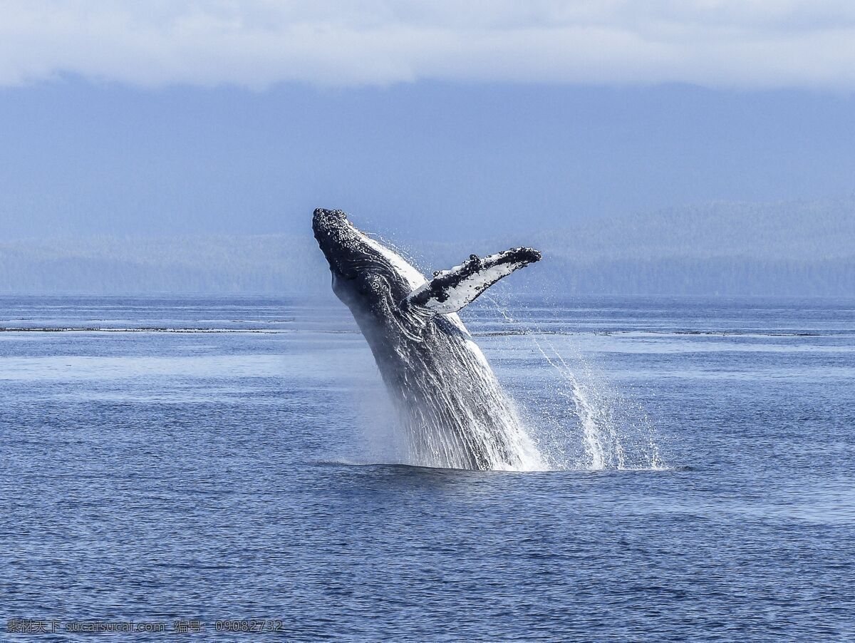 座头鲸图片 座头鲸 鲸鱼 大鲸鱼 海鲸 大海 蔚蓝的大海 海水 海洋 大洋 海洋深处 生物世界 海洋生物