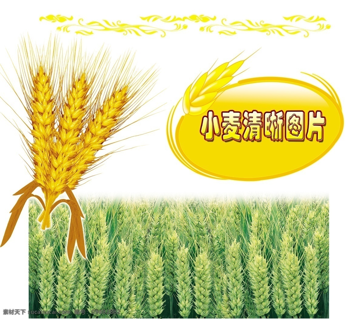 小麦图 小麦 麦子 麦种 麦田 麦穗 qjf 麦子造型 食品 背景素材 分层 源文件