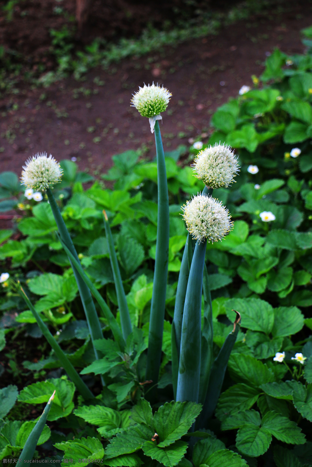 葱花 蔬菜 植物 绿色 菜园 生物世界
