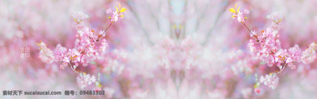 花朵 banner 粉色