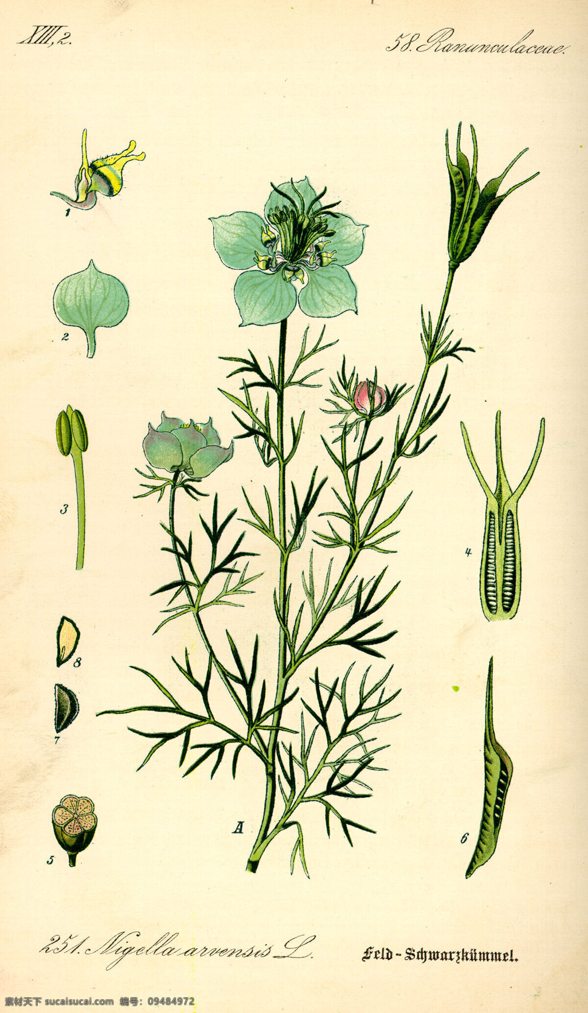 手绘植物图谱 手绘植物图册 种子植物 植物 花朵 叶子 花草 绿色植物 绿叶 花草图册 手绘植物 手绘花朵 植物图册 彩色植物图谱 植物科普 文化艺术 绘画书法