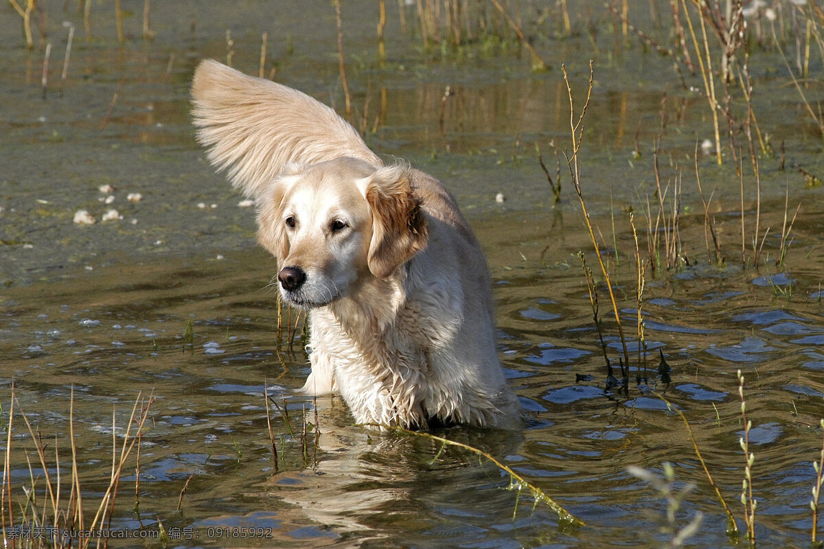 水中 宠物狗 小狗 犬 小狗图片 名贵犬种 宠物狗图片 可爱 小狗图片大全 宠物 小动物 狗狗图片 生物世界