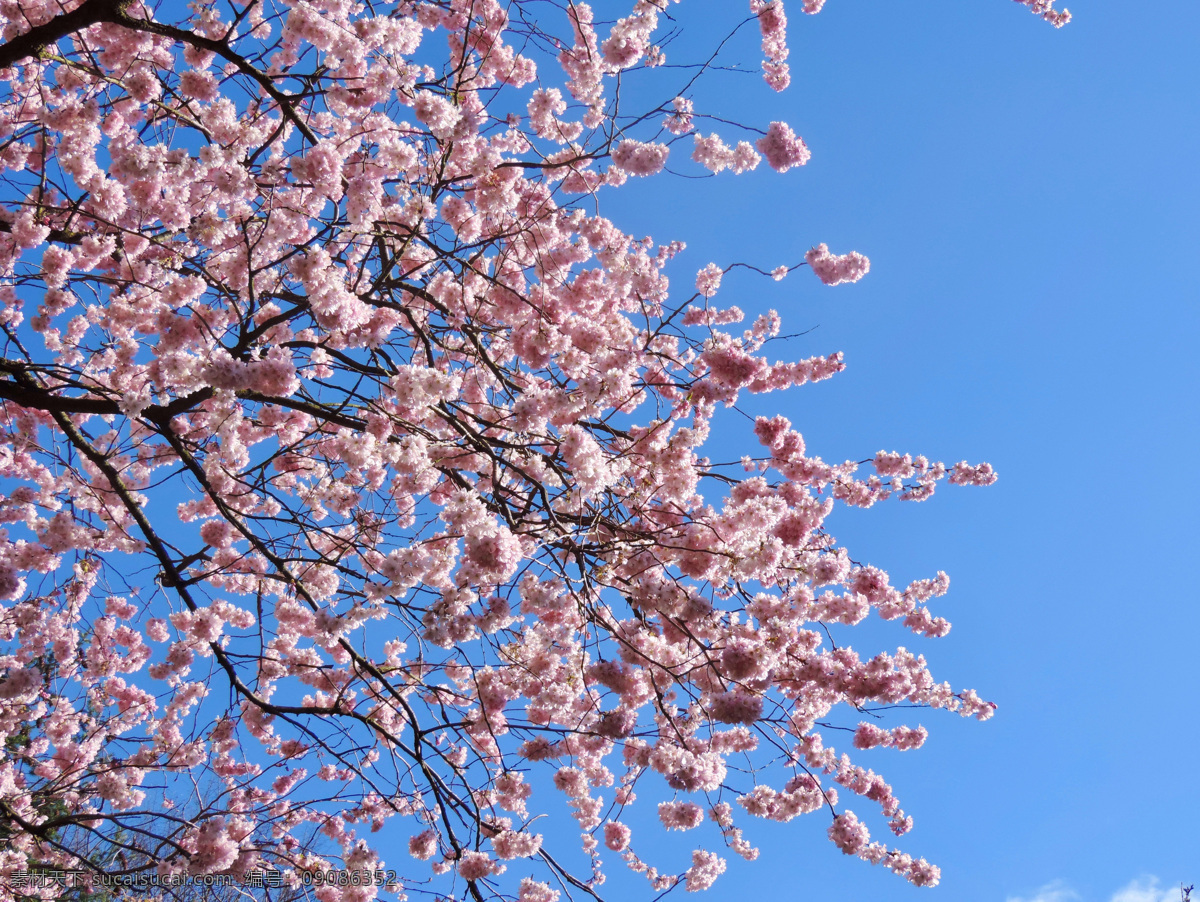 樱花 树 天空 观赏樱花 早布卢默 花瓣 粉红色 春天 开花 唯美图片 唯美壁纸 壁纸图片 桌面壁纸 壁纸 背景素材 手机壁纸 创意 生物世界 花草
